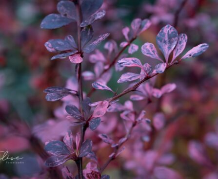 490_9344_Berberis_thunbergii_Harlequin_thunbergi_kukerpuu_2.jpg