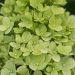 505_6740_Hydrangea_paniculata_Limelight__3.JPG