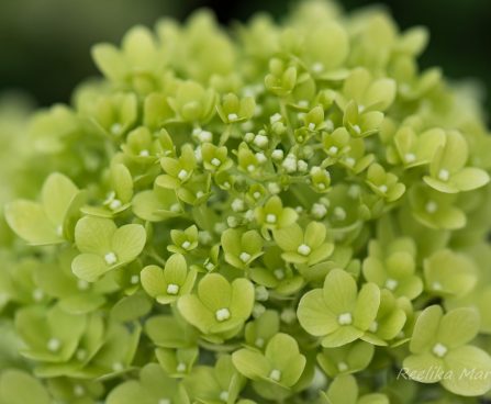 505_6741_Hydrangea_paniculata_Limelight__2.JPG