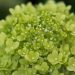 505_6741_Hydrangea_paniculata_Limelight__2.JPG