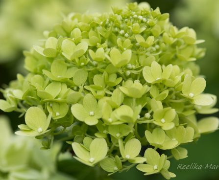 505_6742_Hydrangea_paniculata_Limelight_.JPG