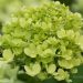 505_6742_Hydrangea_paniculata_Limelight_.JPG