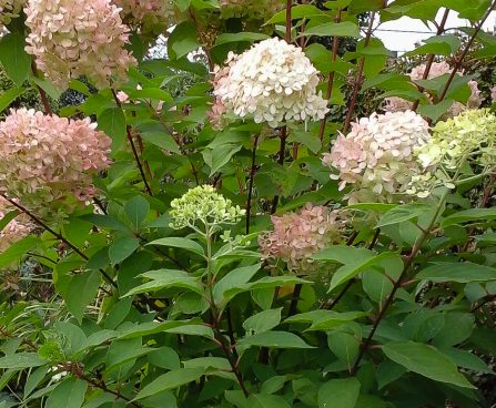 505_7394_Hydrangea_Limelight.JPG