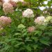 505_7394_Hydrangea_Limelight.JPG