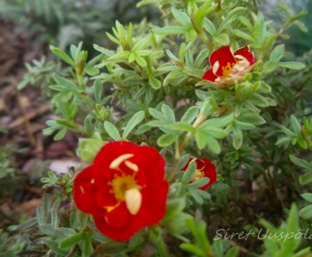 512_7327_Potentilla_fruticosa_Marian_Red_Robin.JPG