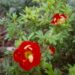 512_7327_Potentilla_fruticosa_Marian_Red_Robin.JPG