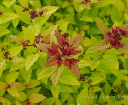 514_7427_Spiraea_japonica_Magic_Carpet.JPG