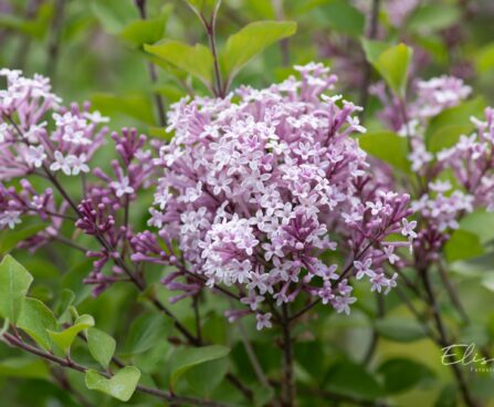 515_10194_Syringa_meyeri_Palibin__meyeri_sirel_2.jpg