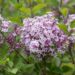 515_10194_Syringa_meyeri_Palibin__meyeri_sirel_2.jpg