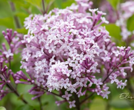 515_10195_Syringa_meyeri_Palibin__meyeri_sirel.jpg