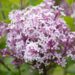 515_10195_Syringa_meyeri_Palibin__meyeri_sirel.jpg