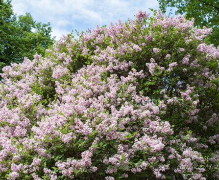515_7534_Syringa_meyeri_Palibin.JPG