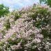 515_7534_Syringa_meyeri_Palibin.JPG