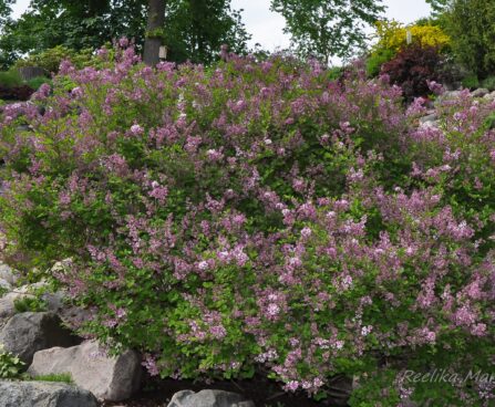 515_7735_Syringa_meyeri_Palibin_.JPG