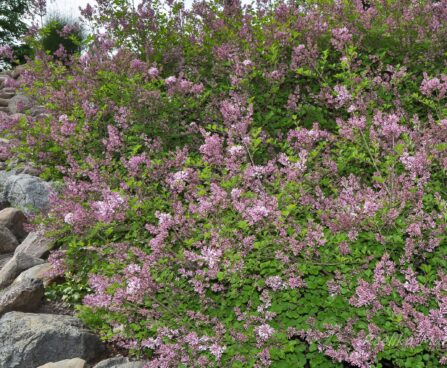 515_7738_Syringa_meyeri_Palibin__2.JPG