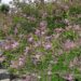 515_7738_Syringa_meyeri_Palibin__2.JPG