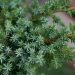 517_9818_Juniperus_chinensis_Blue_Alps_hiina_kadaka_2.jpg