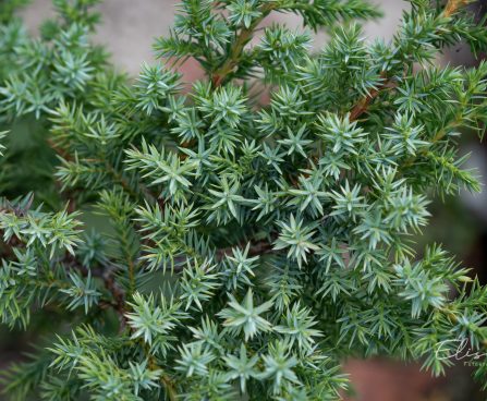 517_9819_Juniperus_chinensis_Blue_Alps_hiina_kadaka_3.jpg