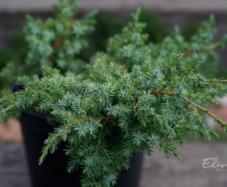 517_9821_Juniperus_chinensis_Blue_Alps_hiina_kadakas.jpg