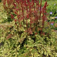 Astilbe Mighty Red Queen -D-