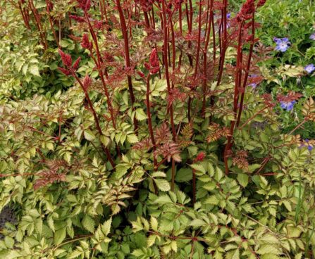 Astilbe Mighty Red Queen -D-