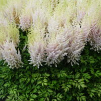 Astilbe Milk and Honey 5 -D-