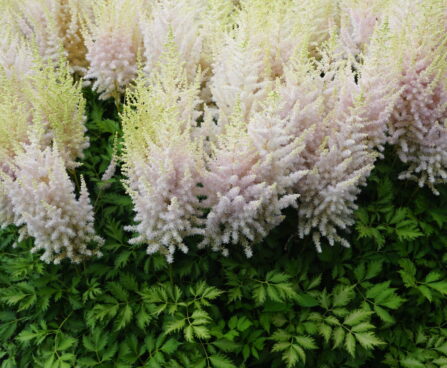 Astilbe Milk and Honey 5 -D-