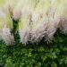 Astilbe Milk and Honey 5 -D-