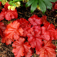 Heuchera Fire Alarm-2-D