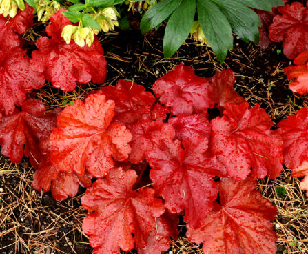 Heuchera Fire Alarm-2-D