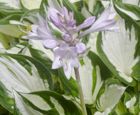 Hosta Amazone-1-D