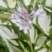 Hosta Amazone-1-D