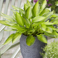 Hosta Ayesha/Darwinplants