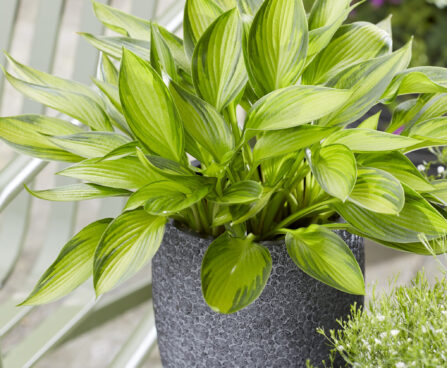 Hosta Ayesha/Darwinplants