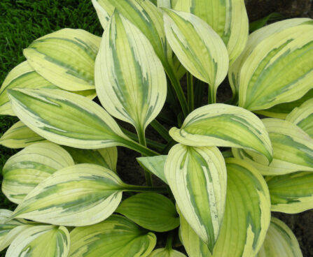 Hosta Captain's Adventure-2-D