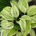 Hosta Captain's Adventure-2-D