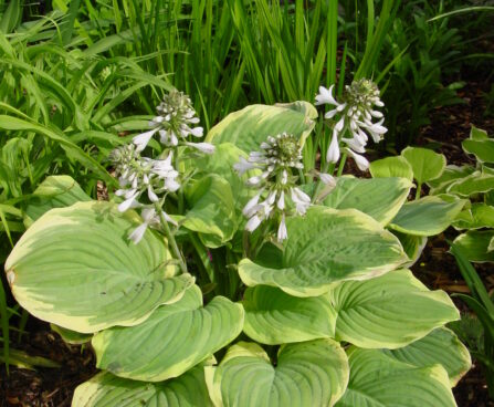 Hosta Fragrant Dream-4-D