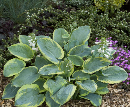 Hosta Frances Williams -H-