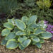 Hosta Frances Williams -H-