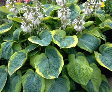 Hosta Frances Williams-4-D