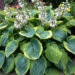 Hosta Frances Williams-4-D