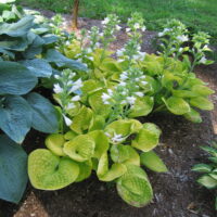 Hosta Maui Buttercups -H-