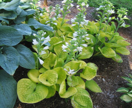 Hosta Maui Buttercups -H-