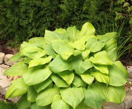 Hosta Mojito -H-