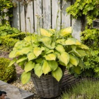 Hosta Old Glory-1-D