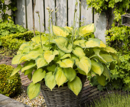 Hosta Old Glory-1-D