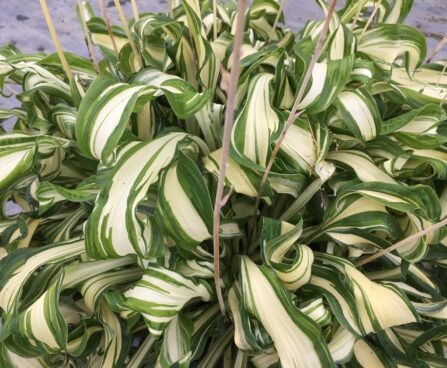 Hosta Twisted Spearmint -H-Darwinplants