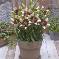 Lilium Fantasiatic White Hotspot-2-D