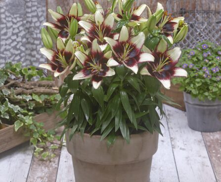 Lilium Fantasiatic White Hotspot-2-D