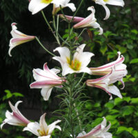 Lilium Regale-3-D